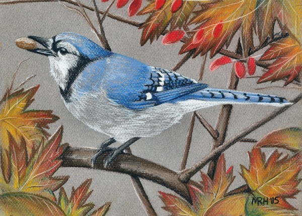 Autumn Blue Jay