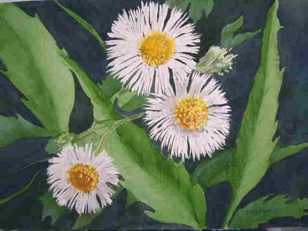 Daisy Fleabane(Weed)