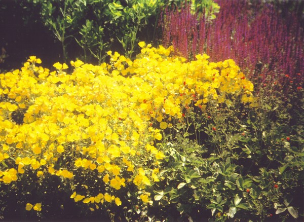 Yellow Flowers