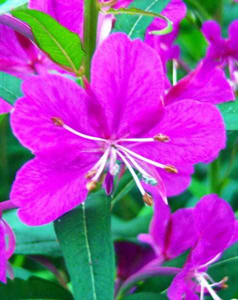 Close Up Fireweed