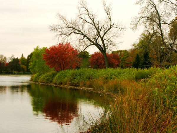 The Red Tree