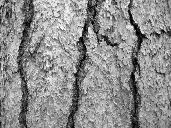 Bark