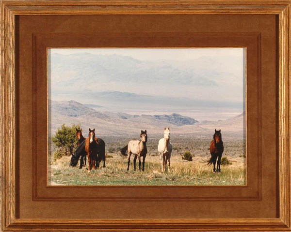 WILD HORSES AT COLD CREEK, NEVADA