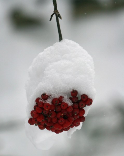 Berries in Winter