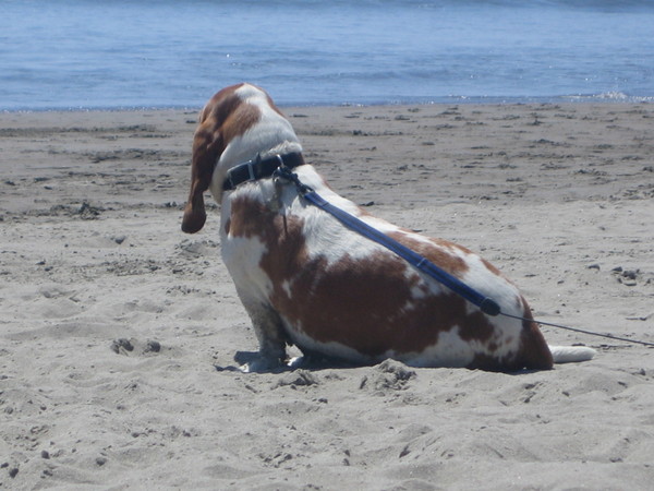 beach pup