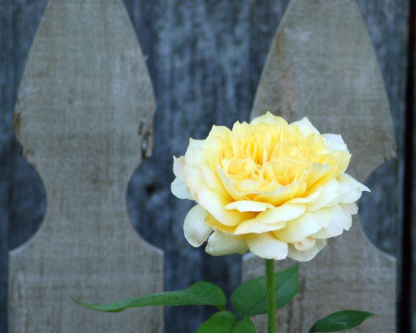 YELLOW ROSE AND WEATHERED WOOD