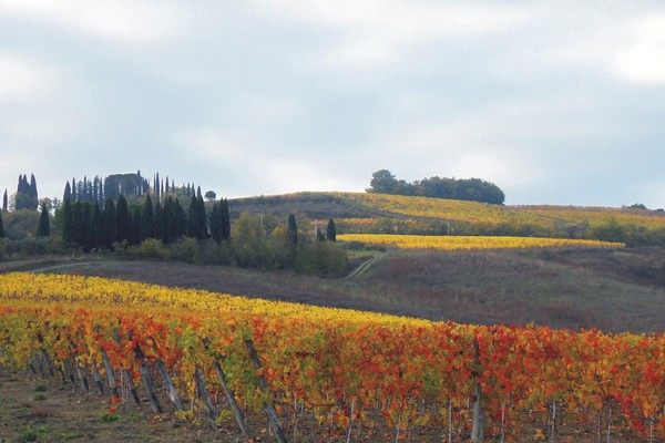 Vineyards in Montalcino