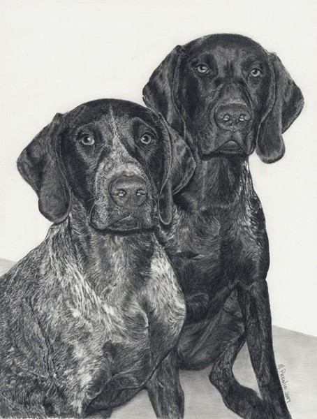 German Shorthairs