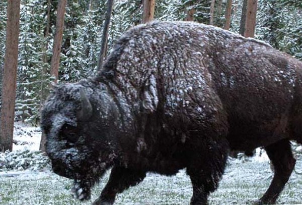 SNOW COVERED BISON