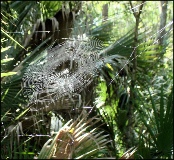 Spider Web