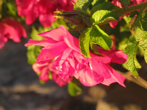 LOVE.. THE BEACH ROSES...