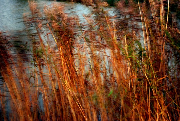 Blowing in the Wind