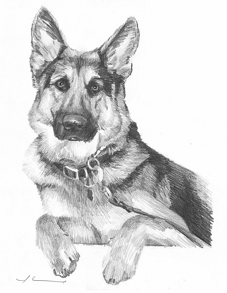 german shepherd pencil portrait