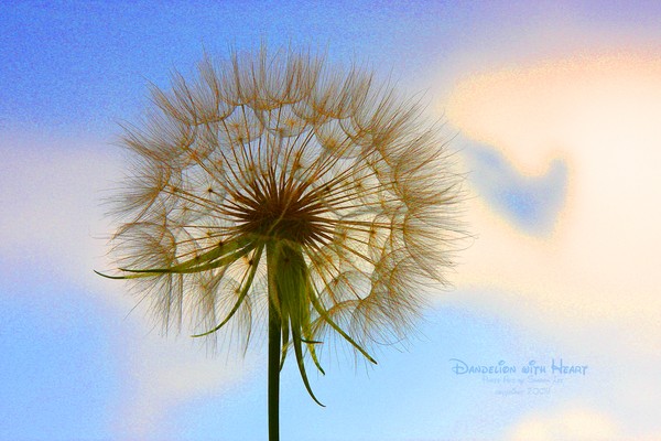 Dandelion Heart Art