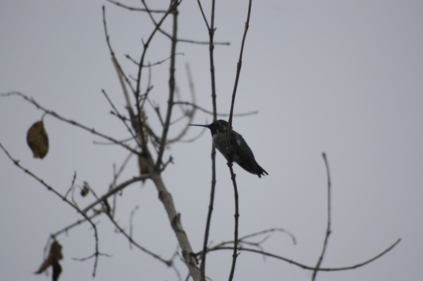 Hummingbird guarding its realm