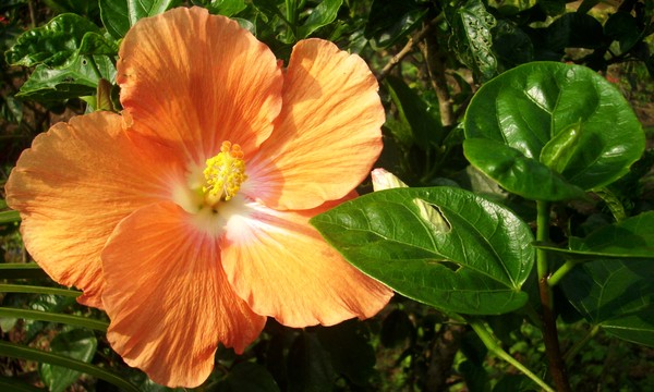 Hibiscus Orange