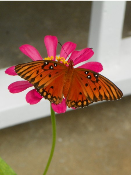 Beautiful Butterfly