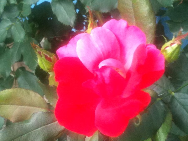 My Daddy's Rose