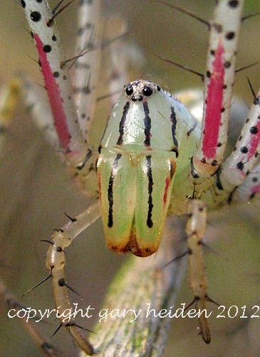 Portrait of Female Green Lynx Spider