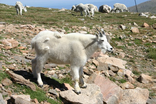 Mountain Goat on Mount Evans, Colorado