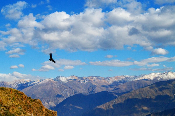 Colca Canyon Condor