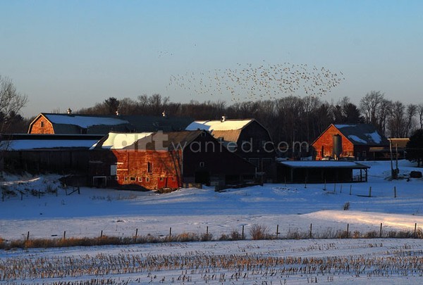 Saratoga County Farm & a Flock of Pigeons
