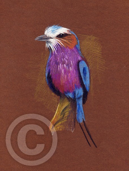 Lilac breasted roller illustration