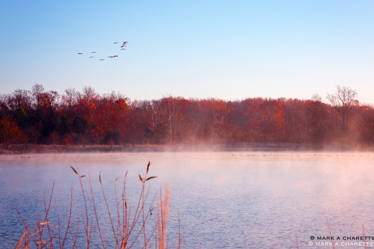 Ducks Landing