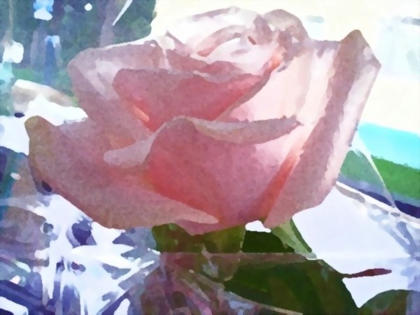 Celophaned Rose