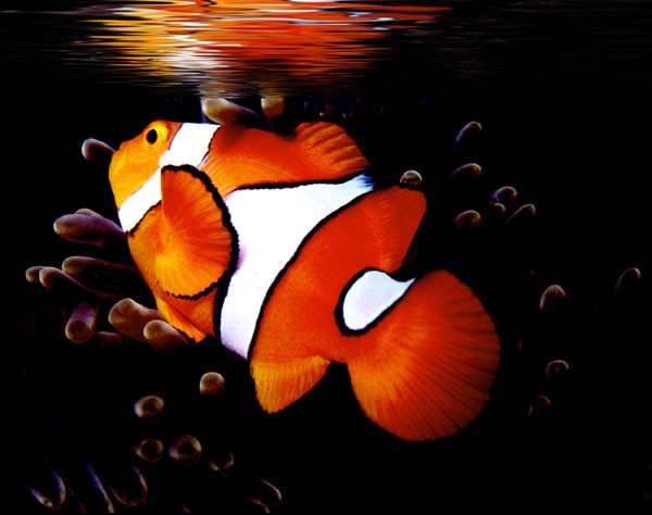 Reflections of Nemo