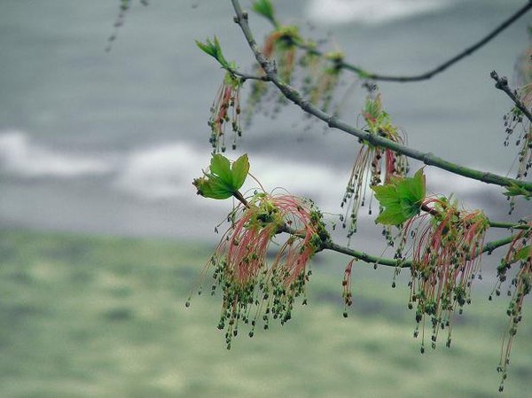 Even the Maples Blossom
