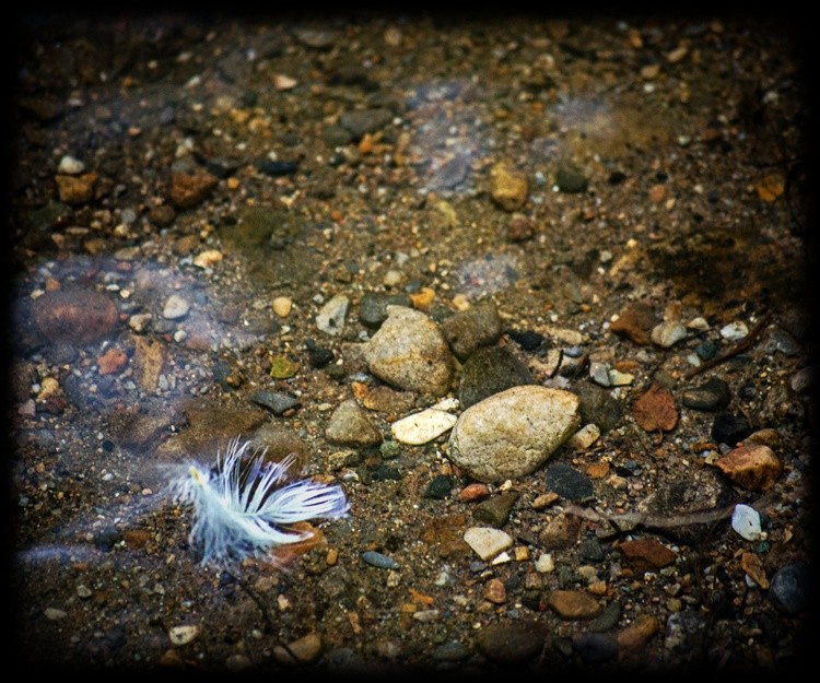 ROCKY CREEK WITH WHITE FEATHER