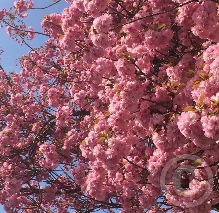 Pink tree 