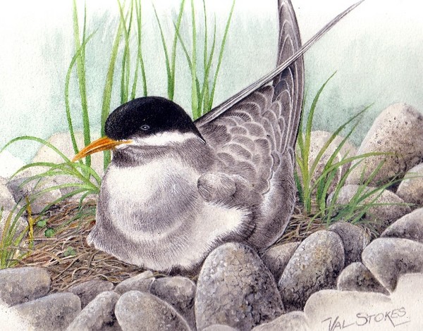 Black-fronted tern