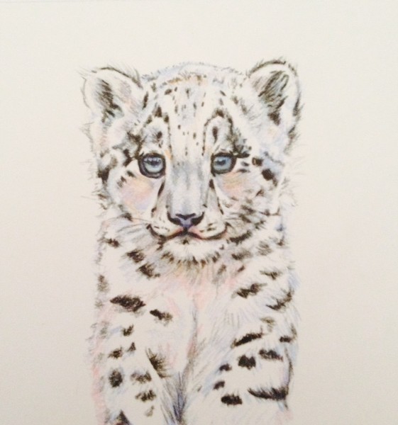 Baby Snow leopard