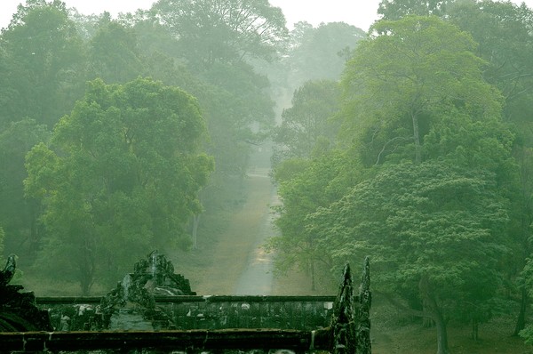 Forest, Angkor view
