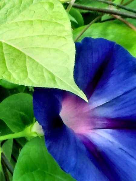 Morning Glory (Two)