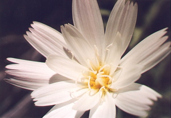 Desert Chicory