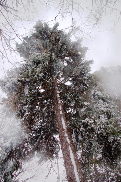 Majestic snow tree