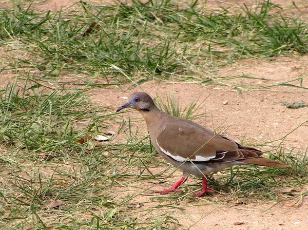 White-Winged Dove