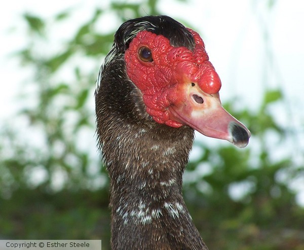 Red Faced Duck