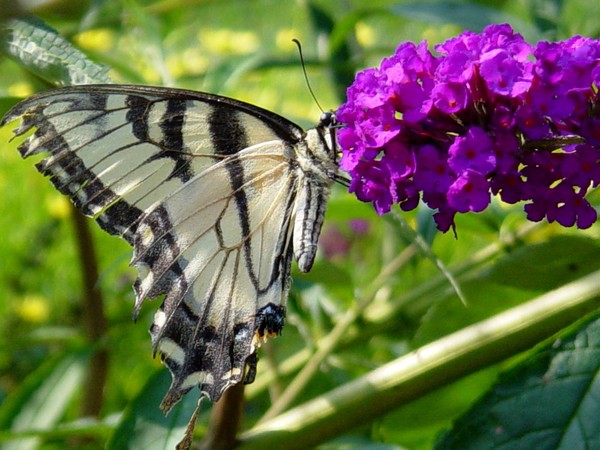 Swallowtail Summer