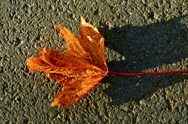 A leaf and long low shadow !