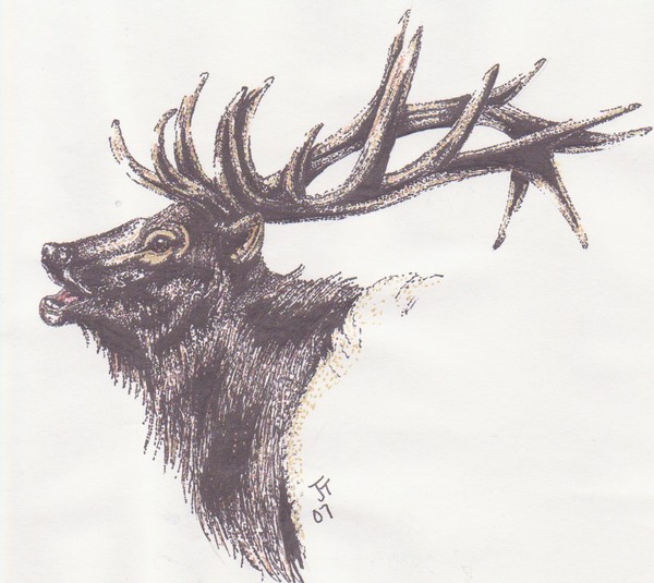 elk head and shoulder