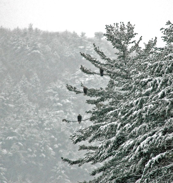 Wintering eagles