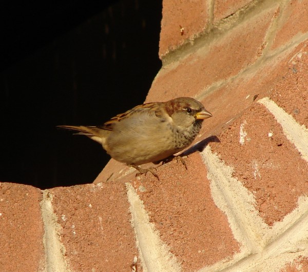 Sparrow Sitting