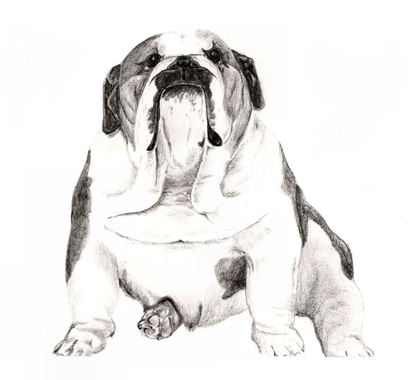 Bulldog