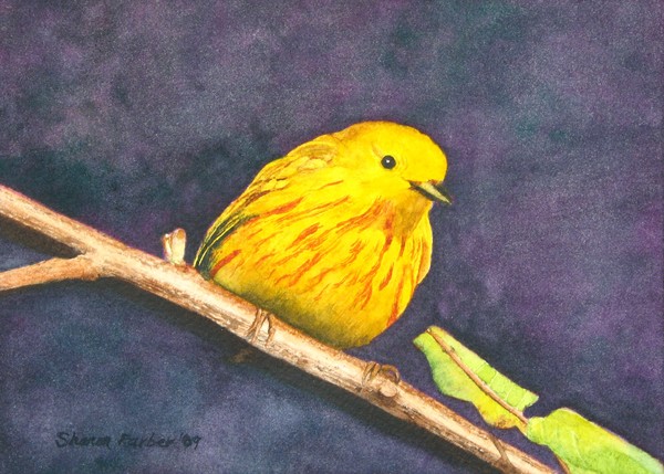 Yellow Warbler II