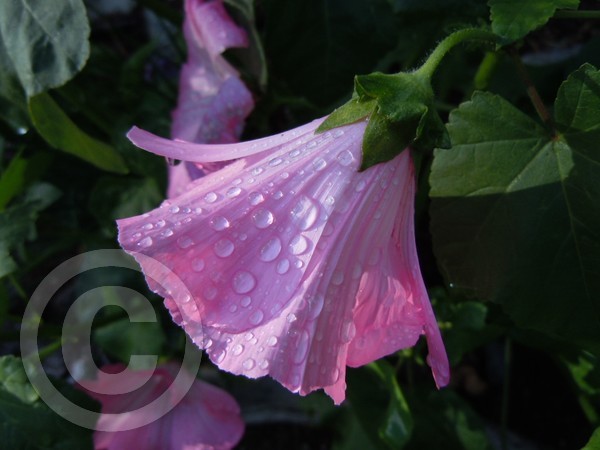 mallow after the rain