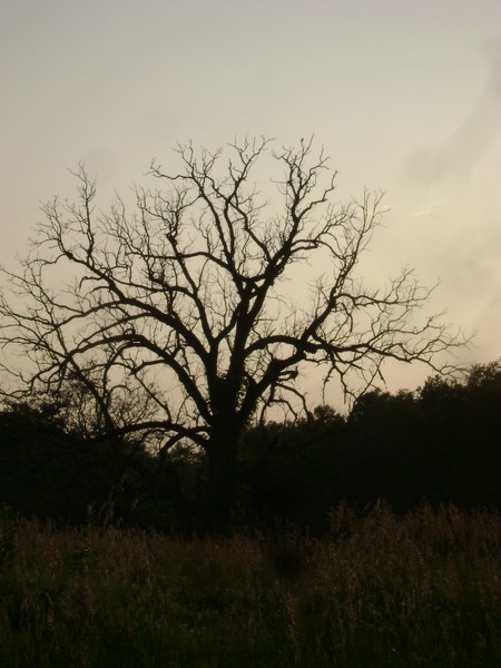 Dark Tree with Setting Sun